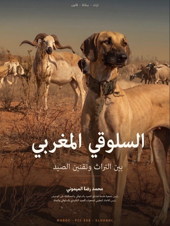 السلوقي المغربي